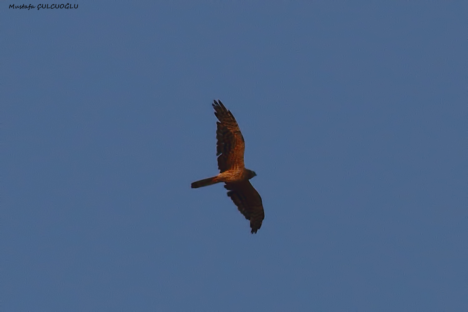 Montagu's Harrier